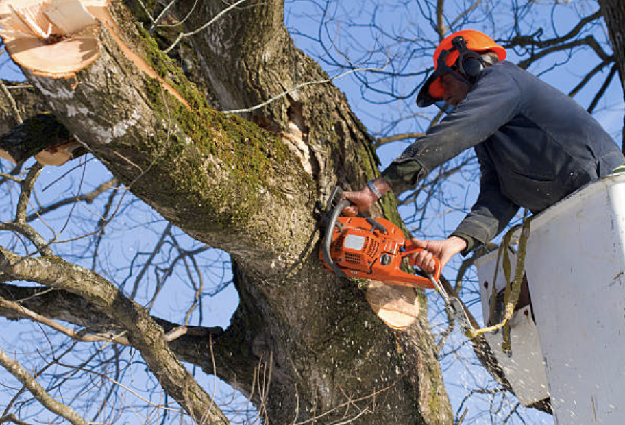 tree pruning in Altamont