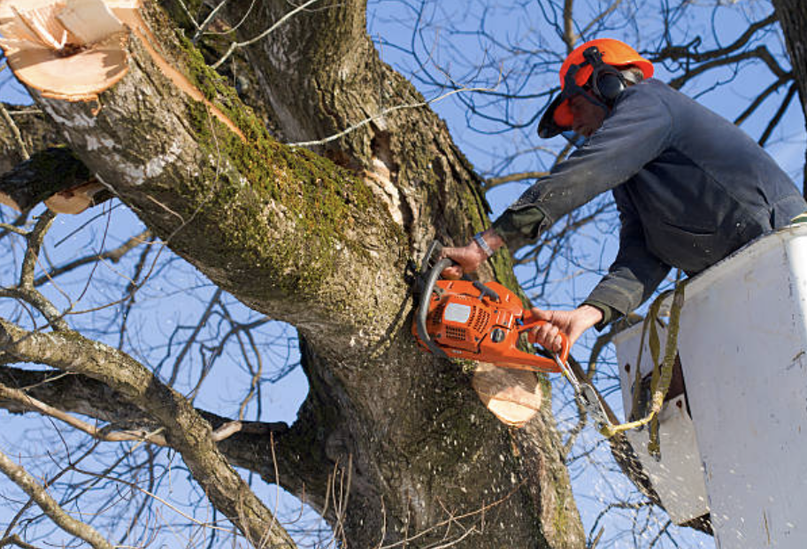 tree pruning in Summit Village